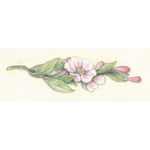 Miniature Painting - Apple Blossoms